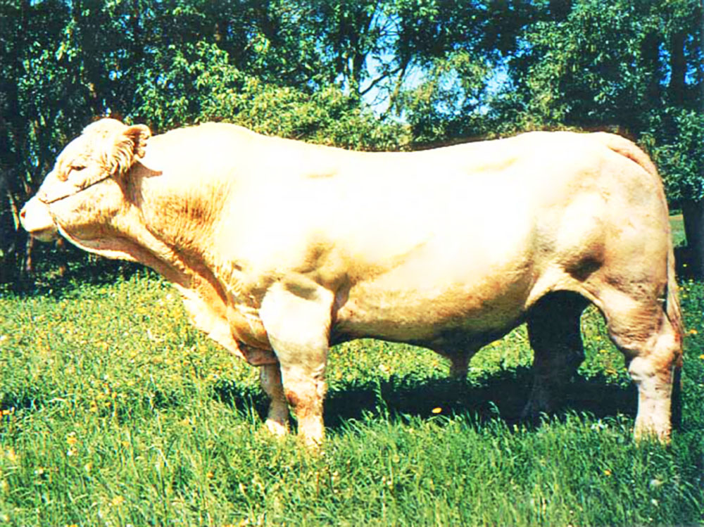 Фото быка с рогами. Лимузинская порода быков. Быки и медведи. Интересные факты о быках. Бугай бык.