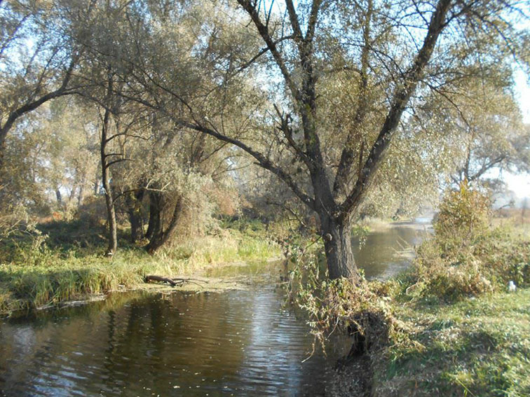Оржиця